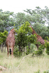 Parc Kruger - Afrique du sud