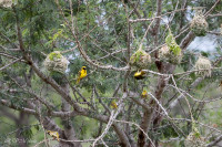 Parc Kruger - Afrique du sud