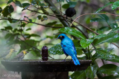 Parc Kruger - Afrique du sud