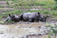 Parc Hluhluwe - Afrique du sud