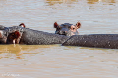 Parc Hluhluwe - Afrique du sud