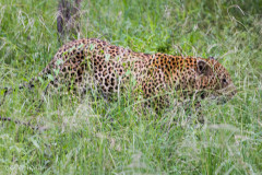 Parc Kruger - Afrique du sud