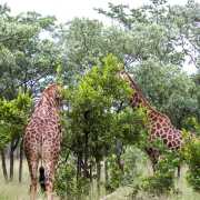 Parc Kruger - Afrique du sud