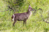 Parc Kruger - Afrique du sud