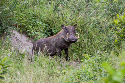 Parc Kruger - Afrique du sud