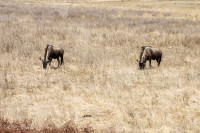 Gnous - Afrique du sud