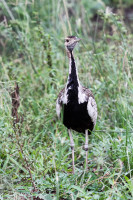 Parc Hluhluwe - Afrique du sud