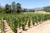 Capetown - Afrique du sud