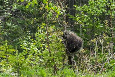 Porc-épic, Parc Forillon, Canada