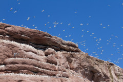 Fous de Bassan, Ile Bonaventure, Canada