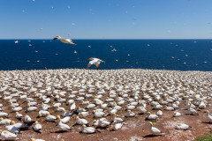 Fous de Bassan, Ile Bonaventure, Canada
