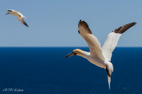 Fous de Bassan, Ile Bonaventure, Canada