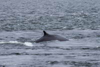 Baleine, baie de Tadousac, Canada