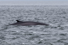 Baleine, baie de Tadousac, Canada