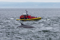 Baleine, baie de Tadousac, Canada