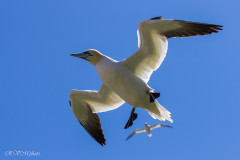 Fous de Bassan, Ile Bonaventure, Canada