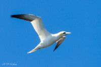 Fous de Bassan, Ile Bonaventure, Canada