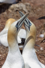 Fous de Bassan, Ile Bonaventure, Canada