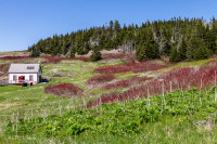 Ile Bonaventure, Canada