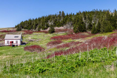 Ile Bonaventure, Canada