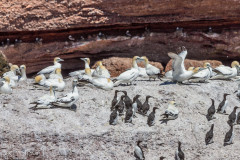 Fous de Bassan, Ile Bonaventure, Canada