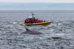 Baleine, baie de Tadousac, Canada