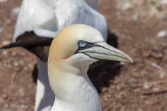 Fous de Bassan, Ile Bonaventure, Canada