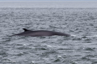 Baleine, baie de Tadousac, Canada