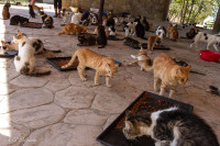 Mosquée Hala Sultan Teke, Larnaka, Chypre