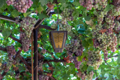 Tonnelle à Kakopetria, Chypre