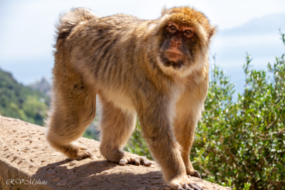 Singe de Barbarie, Gibraltar, Espagne