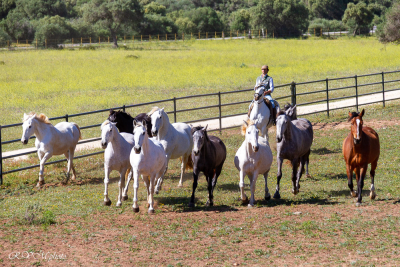 Chevaux andalous chez Alvaro Domecq, Medina Sidonia, Espagne