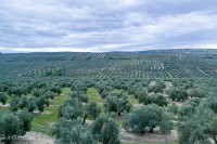 Champs d'oliviers - Jaen