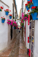 Calleja de las flores - Cordoue