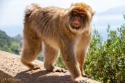 Singe de Barbarie - Gibraltar