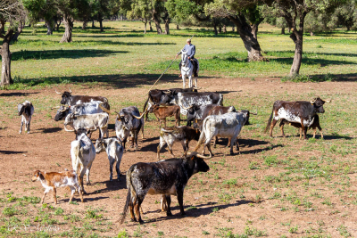 Travail des taureaux chez Alvaro Domecq, Medina Sidonia, Espagne