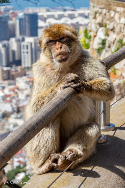 Singe de Barbarie, Gibraltar, Espagne