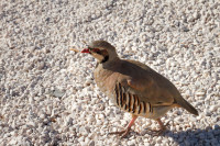 Perdrix au cap Sounion