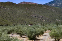 Batisse perdue dans les oliviers