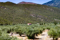 Batisse perdue dans les oliviers