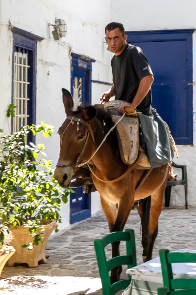 Mule de bât à Hydra, Grèce