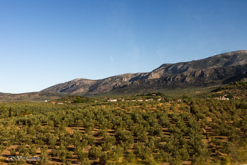 Champs d'oliviers, Grèce