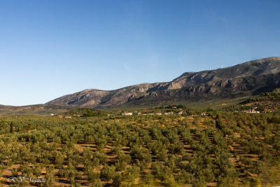 Champs d'oliviers