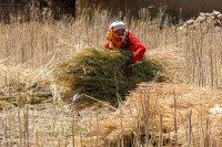 Moisson à la main, route vers Agra