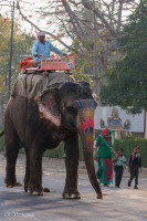 Eléphant de travail à Jaipur