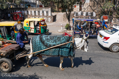 Un zébu (animal sacré) bien habillé à Delhi, Inde du nord