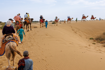 Dromadaires et chameliers, désert du Thar, Inde du nord