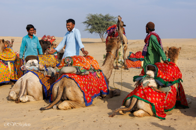 Dromadaires et chameliers, désert du Thar, Inde du nord