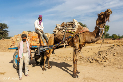 Dromadaire attelé dans une briquetterie vers Jaisalmer, Inde du nord