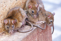 Karni Mata Mandir, le temple des rats à Deshnoke